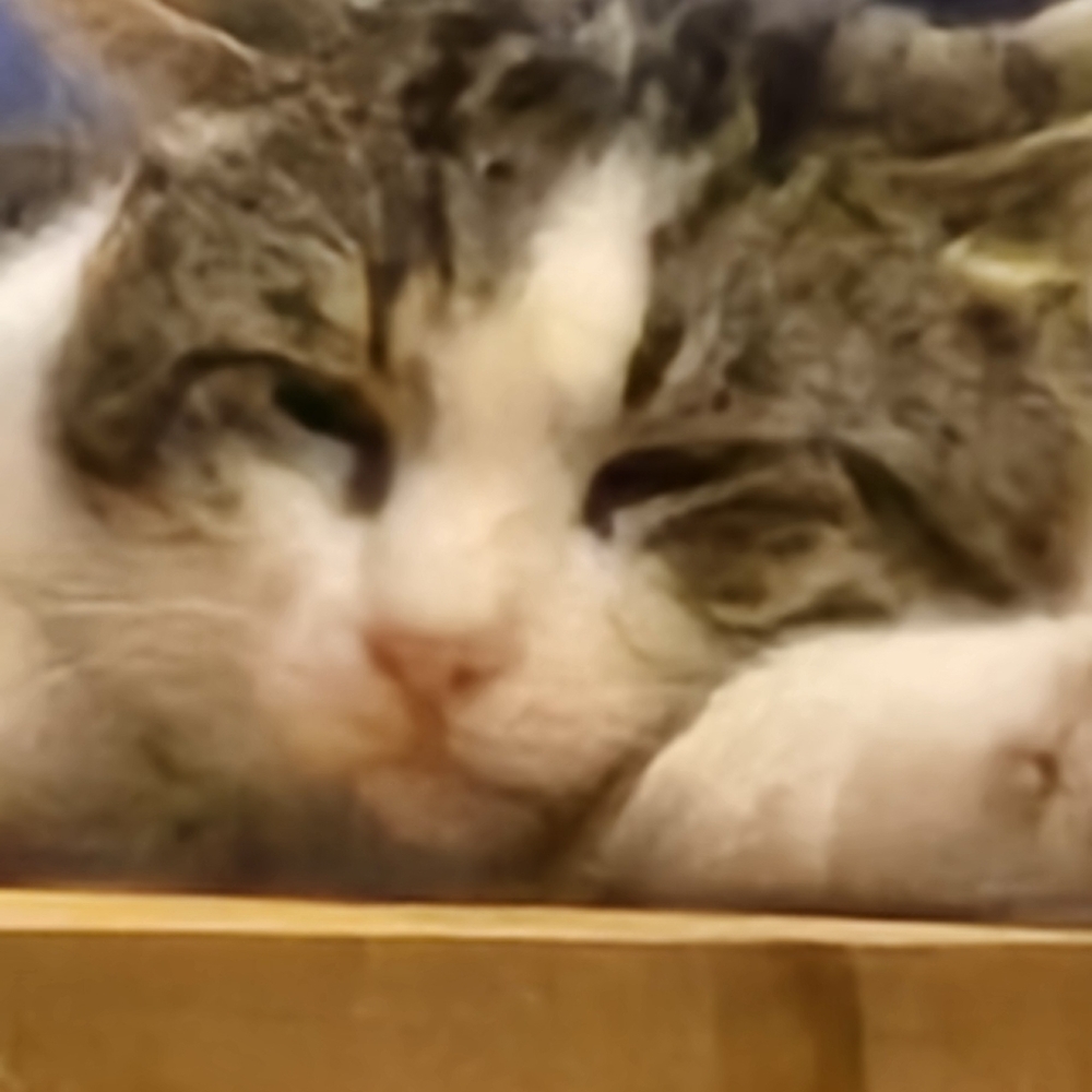 Meet your Posher, Feride
